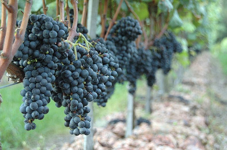 imagen de Hay 1.873 genes que explican las cualidades especiales del Tannat