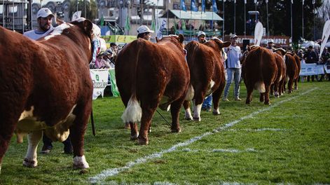 Búsqueda | “Cuando los criadores producen una genética rentable, todo su entorno se torna rentable”, aseveró el jurado Hereford. Foto: Agro Búsqueda