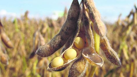 El rendimiento promedio de la soja en la zafra 2024-2025 fue de 3.121 kilos por hectárea, según DIEA