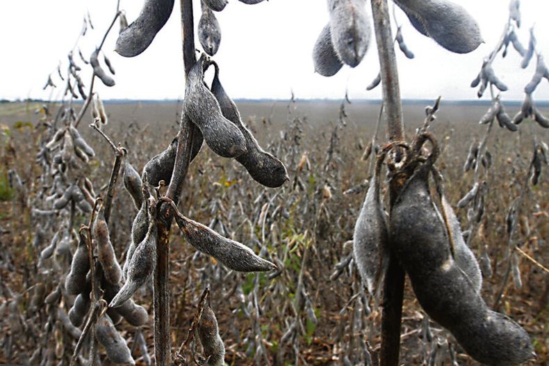 La cosecha de soja en este año alcanzará casi tres millones de toneladas, según estimaciones del sector agrícola. Foto: Nicolás Der Agopián / Búsqueda