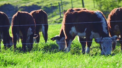 El área de verdeos en los sistemas especializados en producción de carne pasó de 208.000 hectáreas en 2009 a 409.000 hectáreas en 2025.