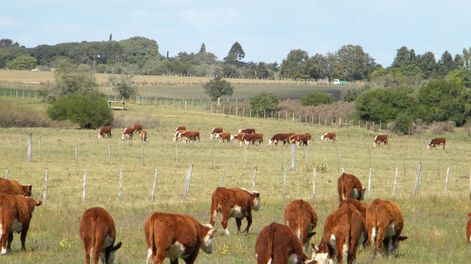 La cotización del dólar siguió jugando en contra de las empresas ganaderas