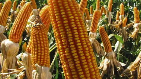 Se estima que el área de maíz bajo riego en Uruguay se ubica entre 20.000 y 23.000 hectáreas