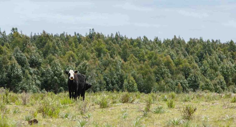 Desde el FA se plantea promover la “diversificación de la industria maderera y de productos derivados”, “asociada al desarrollo del norte” del país, “limitando la forestación a suelos de prioridad forestal”