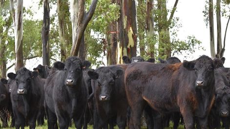 Los productores no están aceptando las bajas de precios propuestas por la industria frigorífica para el ganado gordo