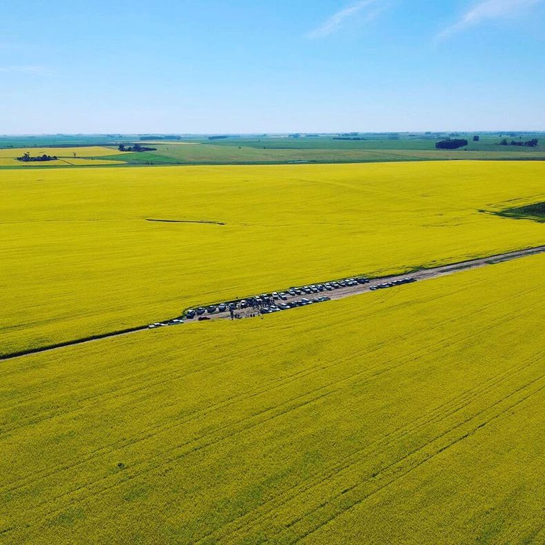 El área de cultivo de colza y carinata tiende a llegar a las 200.000 hectáreas en solamente siete zafras agrícolas. Foto: IPB Semillas