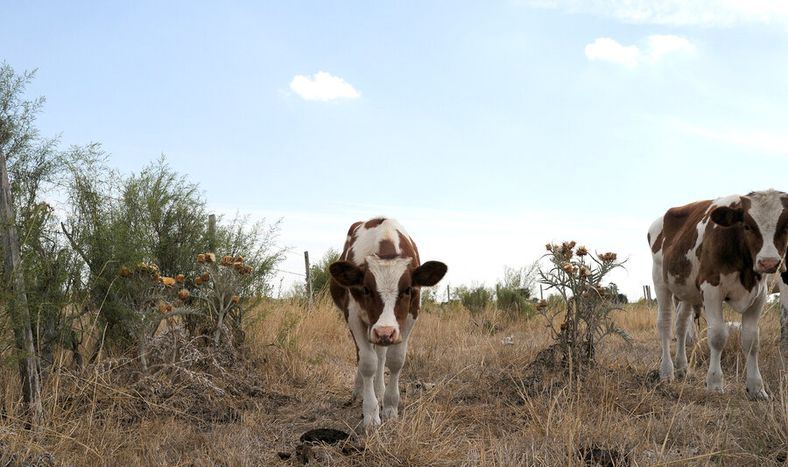 Un campo productivo afectado por el déficit hídrico.&nbsp;