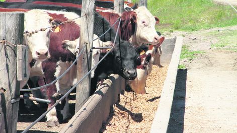 imagen de Tras el empuje que dio una cuota de exportación de carne a  Europa, el negocio de los feedlots tendrá “gran impulso” por China