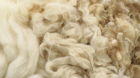 imagen de A fuerza de precios bajos se colocaron más de 4 millones de kilos de lana Corriedale sucia en China