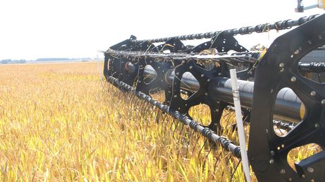 imagen de Alertan sobre pérdida de  mercados para el arroz