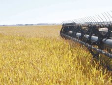 La producción total estimada ronda los 1,473 millones de toneladas, algo inferior a los 1,7 millones de toneladas de la zafra anterior. La producción total estimada ronda los 1,473 millones de toneladas, algo inferior a los 1,7 millones de toneladas de la zafra anterior.