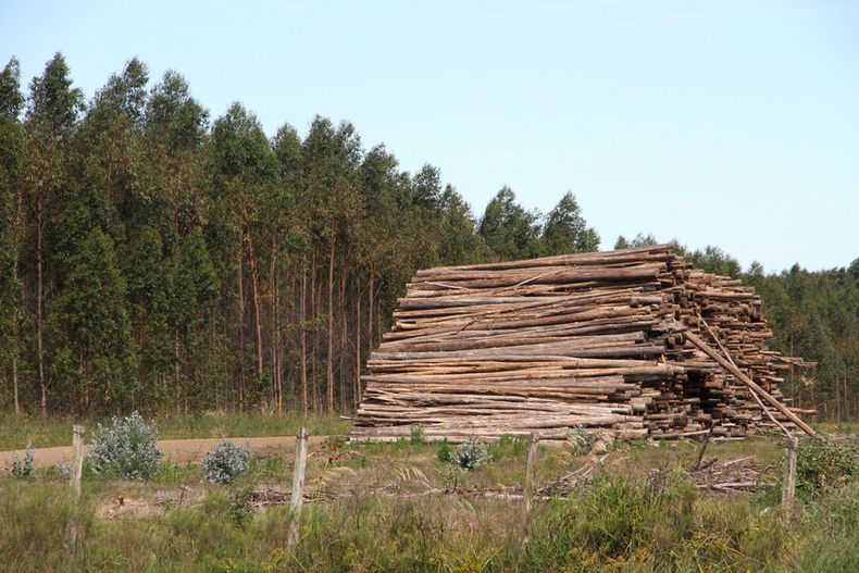 imagen de UPM y otras forestales advierten al gobierno sobre la “gravedad” y el “peligro” de extender el área protegida Quebrada de los Cuervos