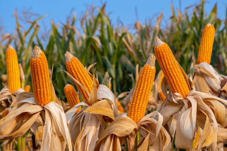 Los maíces de secano se cosechan con un nivel de humedad entre 17% y 23%, y los rindes van de 5.000 a 7.000 kilos por hectárea, base seca