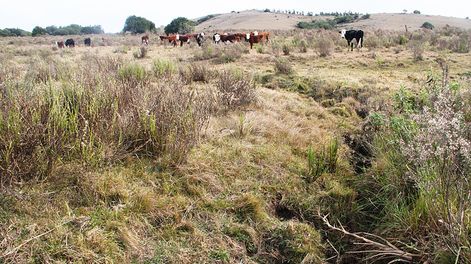 imagen de Por la emergencia en el agro, el Ministerio de Ganadería dará “ayudas directas en dinero” y exhorta al pago de deudas previas