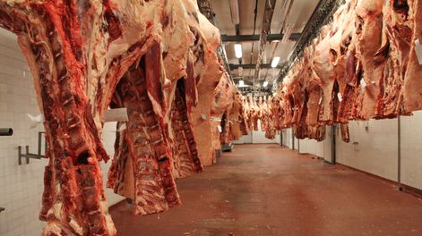 Búsqueda | Las exportaciones de carne uruguaya deben superar controles sanitarios más exigentes en los mercados. Foto: Nicolás Der Agopián / Búsqueda