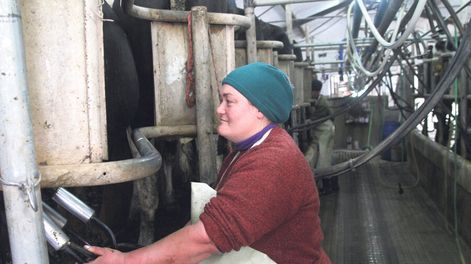 Una mujer trabajando en un tambo.