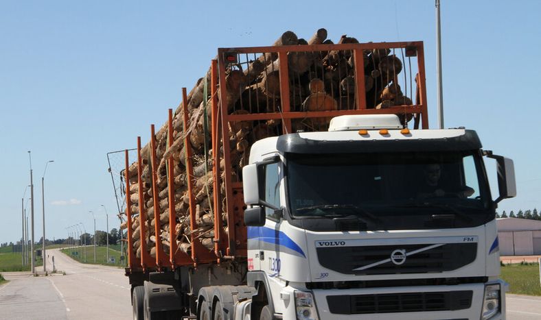 imagen de Preparan fideicomiso forestal por unos US$ 300 millones