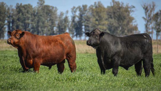 Se espera que la zafra de toros tenga gran demanda, acompañada de buenos precios. Se espera que la zafra de toros tenga gran demanda, acompañada de buenos precios.