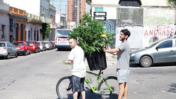 imagen de Para la Policía, el efecto de la regulación de la marihuana sobre el narcotráfico es mínimo, porque el negocio aún le es rentable imagen de Para la Policía, el efecto de la regulación de la marihuana sobre el narcotráfico es mínimo, porque el negocio aún le es rentable