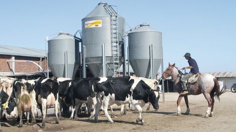 imagen de Caída de exportaciones de lácteos a Brasil afectó a cooperativas;  otras empresas incrementaron hasta 280% sus ventas a ese país