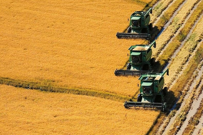 Plantación de arroz. Foto: gub