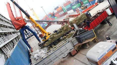 imagen de Mayores requisitos para buques que transportan ganado generó molestia y rechazo de exportadores y ruralistas