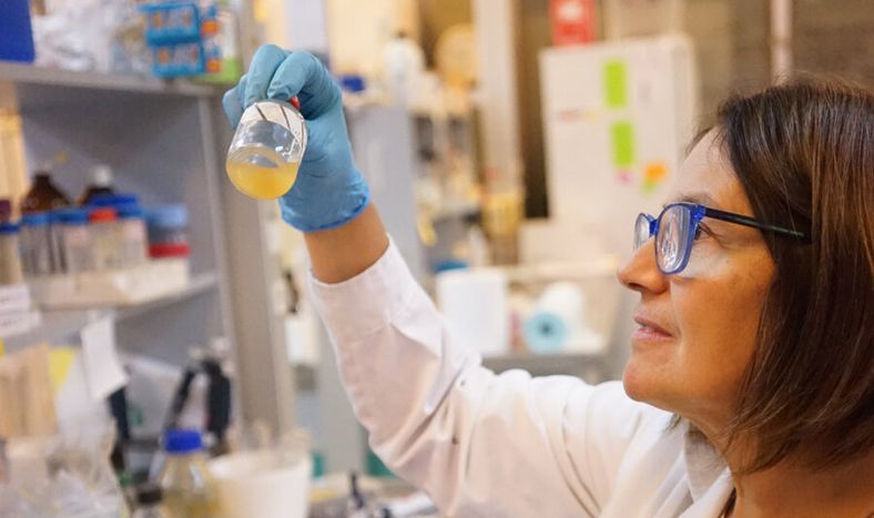 imagen de Investigadores uruguayos y brasileños prueban que es posible producir energía a partir de los residuos de la yerba mate