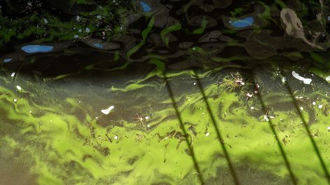 Cianobacterias en la represa de Palmar sobre el río Negro.&nbsp;