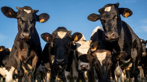 Dos empresas del rubro de capitalización ganadera estuvieron entre los grandes concursos del 2024