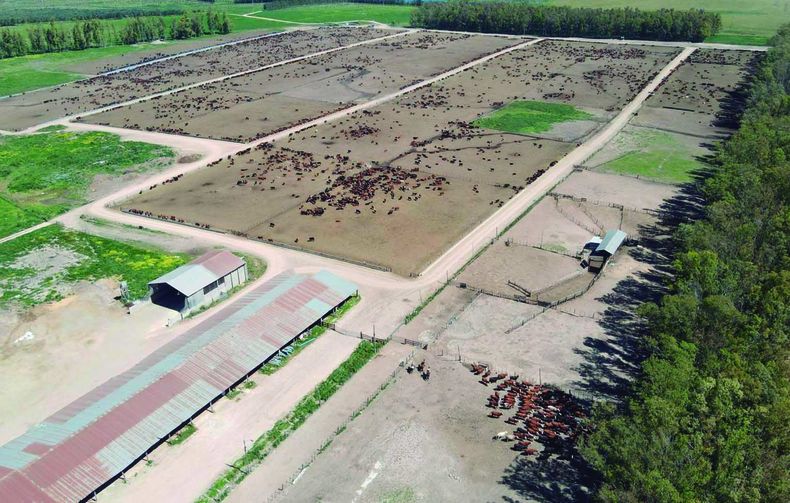 El 93,5% de los ganados exportados fueron machos y 98% de razas carniceras