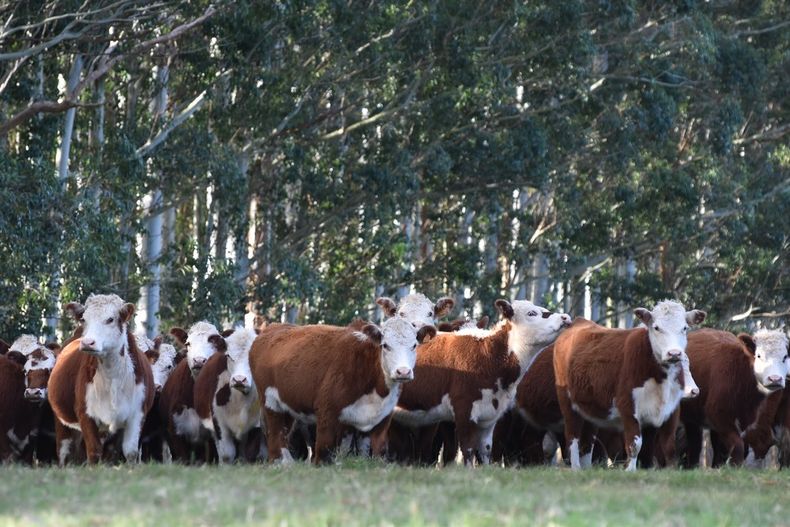 El reglamento de la Unión Europea considera los productos y derivados de ganado bovino, madera, soja, cacao, café, aceite de palma y caucho