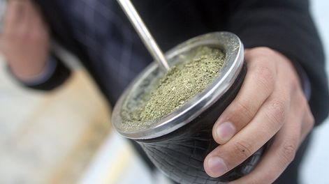 imagen de Efectos positivos del mate en colesterol y en daños por alto consumo de alcohol se comprobaron en animales; resta probar en humanos