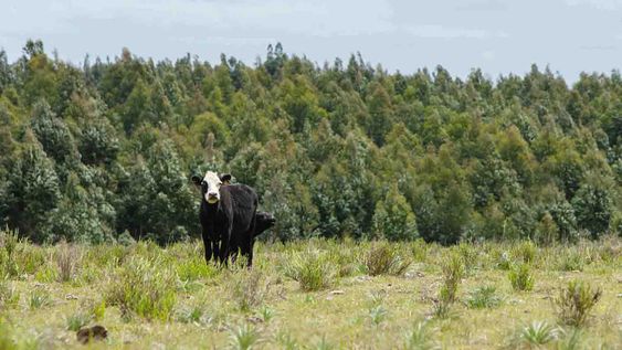 Gutiérrez dijo que “habría que ver si se necesita un cambio normativo o hay que llevar con más vigor la ley de Ordenamiento Territorial en todos los territorios”.