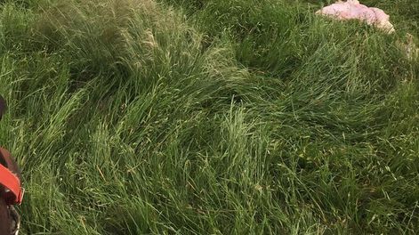 imagen de Ruralistas advierten aumento del delito de abigeato, que genera  pérdidas de millones de dólares y descreimiento en ganaderos