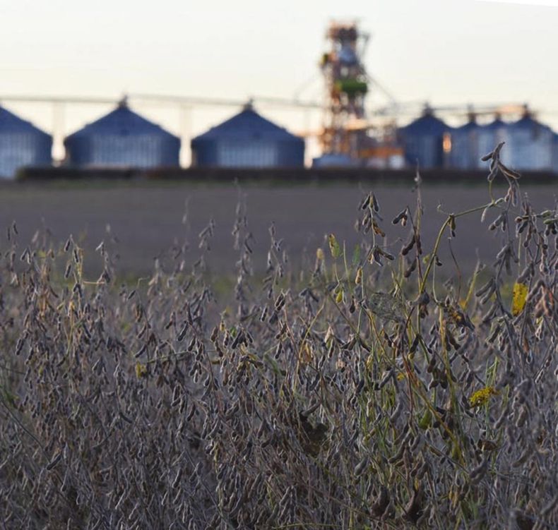 A diferencia de otros países productores, el área de soja en Uruguay no crece