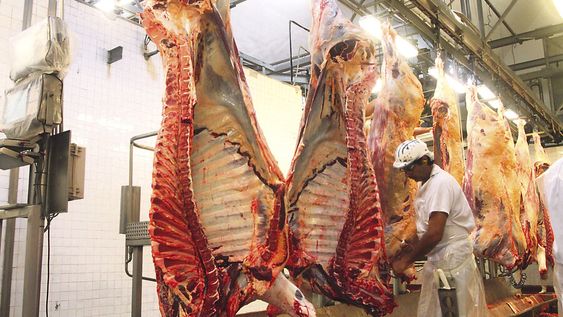 El monto de las exportaciones del sector cárnico a China aumentó 91% este año respecto al 2020. Foto: Nicolás Der Agopián El monto de las exportaciones del sector cárnico a China aumentó 91% este año respecto al 2020. Foto: Nicolás Der Agopián