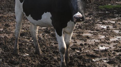 imagen de Meses decisivos para la lechería en un marco pleno de incertidumbres y con más de un tercio de los productores con sus números en rojo