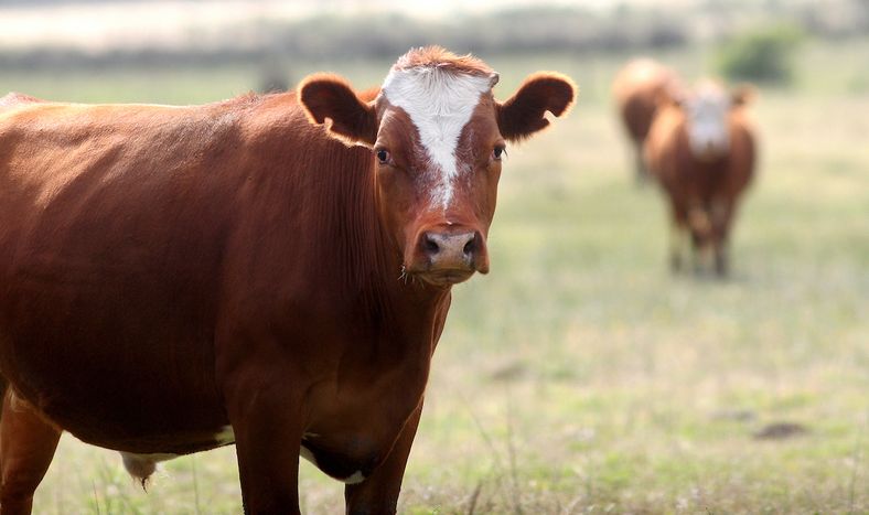 El instrumento de futuros de Ufex es de novillo gordo de más de 380 kilos de razas carniceras y sus cruzas
