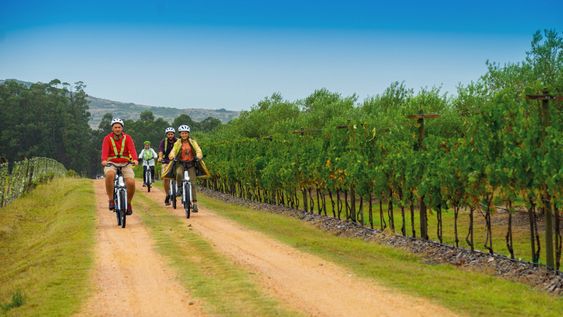 Una opción de turismo diferente son los paseos en bicicleta por las plantaciones de olivos de La Anyta, Maldonado Una opción de turismo diferente son los paseos en bicicleta por las plantaciones de olivos de La Anyta, Maldonado