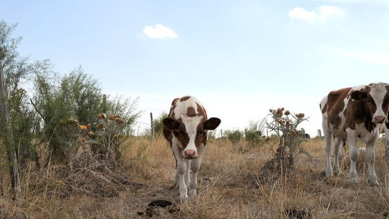 Un campo productivo afectado por el déficit hídrico. Un campo productivo afectado por el déficit hídrico.
