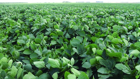 Con un precio de US$ 500 por tonelada, los productores juegan todas sus fichas a la próxima cosecha de soja . Foto: Nicolás Der Agopián / Búsqueda