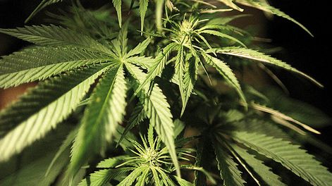 imagen de La Policía cree que con la legalización del mercado de marihuana  su trabajo no cambia “casi nada”, porque el narcotráfico seguirá