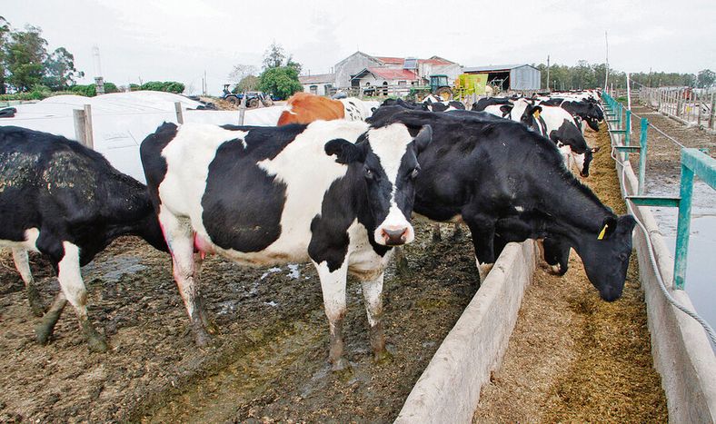 El impulso de la producción de leche y el apoyo al tambero pasó a ser una prioridad para el gobierno. Foto: Nicolás Der Agopián / Búsqueda