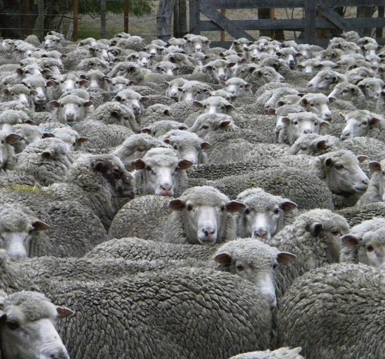 Hay quienes vaticinan que el stock caerá por debajo de 6 millones de ovinos. Foto: Agro de Búsqueda