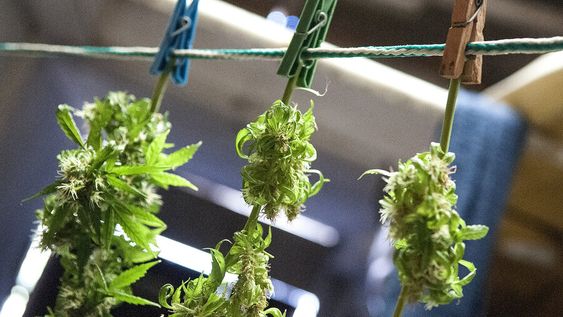 Cosecha de plantas de marihuana de la variedad cannabis sativa. Foto: Javier Calvelo / adhocFOTOS Cosecha de plantas de marihuana de la variedad cannabis sativa. Foto: Javier Calvelo / adhocFOTOS