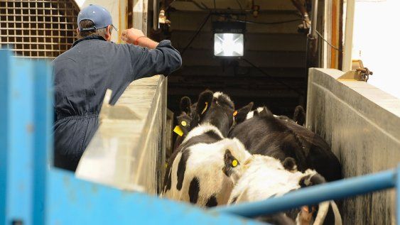En 2025 se exportaron 371.210 bovinos en pie, según datos de la Dirección Nacional de Aduanas