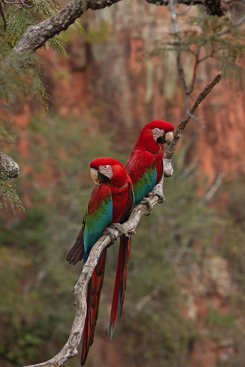 Guacamayos rojos. 