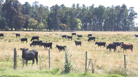 imagen de Productores arachanes aseguran que serán perjudicados por incluir  sus campos en áreas protegidas, ya que no podrán forestar