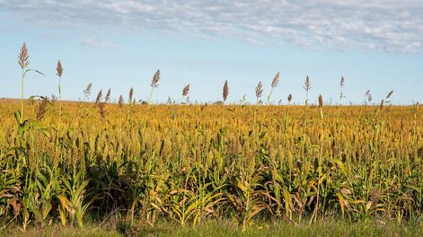 Cultivos en Soriano. Foto: Ricardo Antúnez / adhocFOTOS
