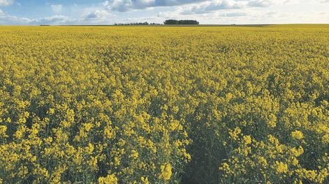 Privados estiman que se sembraron entre 100.000 y 170.000 hectáreas, DIEA informa 148.000 y el USDA 135.000 hectáreas